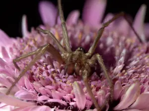 Makroaufnahme einer Winkelspinne auf einer Rosa Blüte