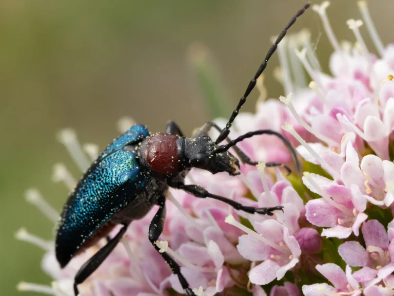 Makroaufnahme eines Blaubockkäfers