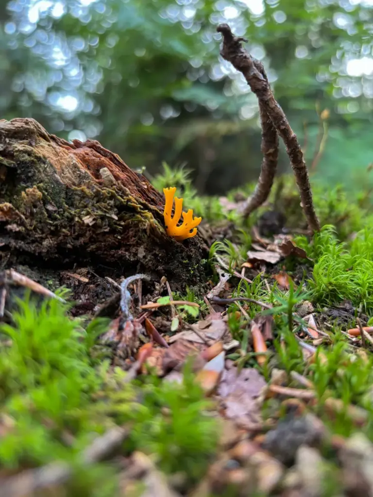 Makroaufnahme eines kleinen klebrigen Hörnling