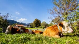 Ein Kalb, dass die letzten Sonnenstrahlen auf der Weide genießt