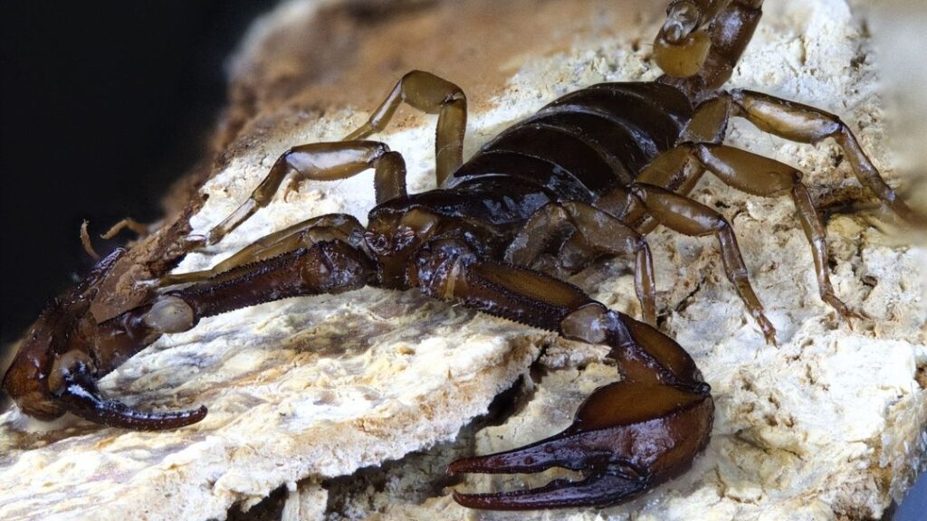 Makroaufnahme eines Europäischen Skorpions