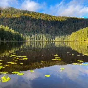 ruhiger See mit Seerosenblättern spiegelt einen bewaldeten Hügel