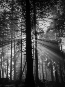 Sonnenstrahlen im herbstlichen Nebelwald#BlackAndWhite #SunlightThroughTrees #MysticalForest #MistyForest #IntoTheWoods #SereneScenes #Atmospheric...